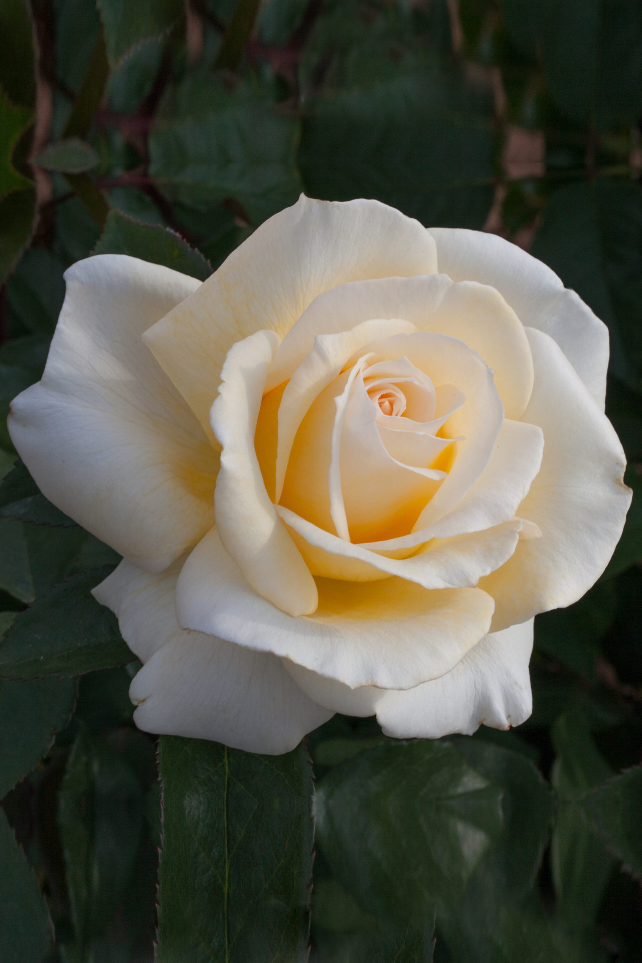 Rosa CHRISTOPHE DECHAVANNE ® Meibarbaru Meilland – Vaso 19cm