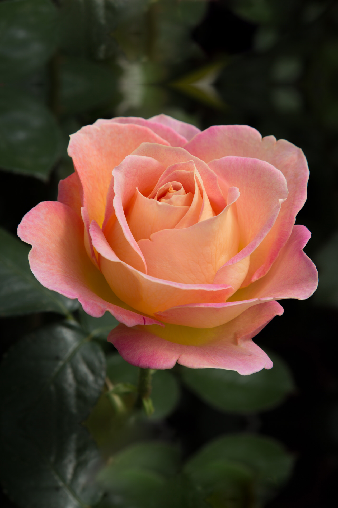 Rosa ELLE ® Meibderos Meilland – Vaso 19cm