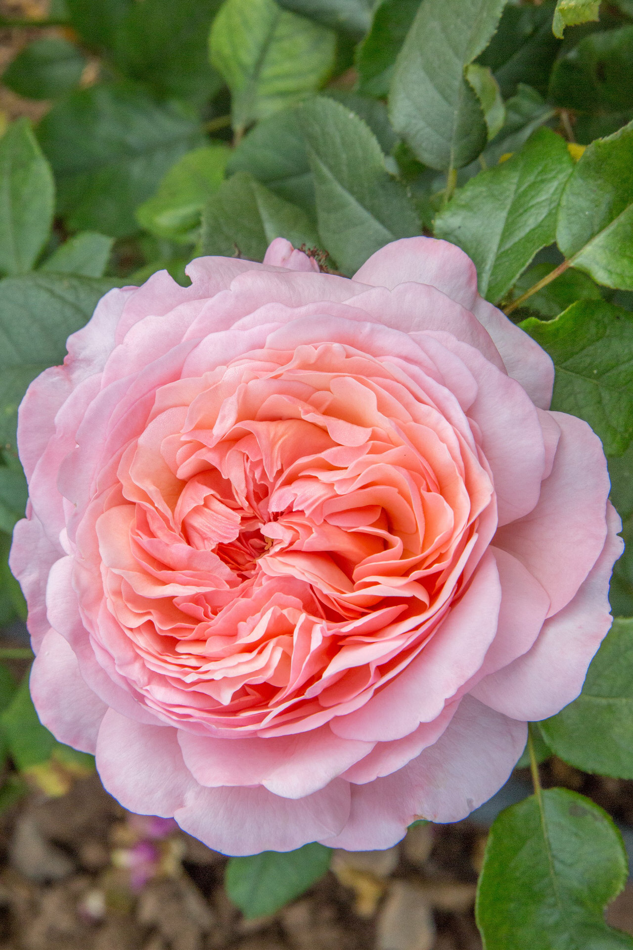 Rosa JEAN DE LA FONTAINE ® Meiffable Meilland – Vaso 19cm