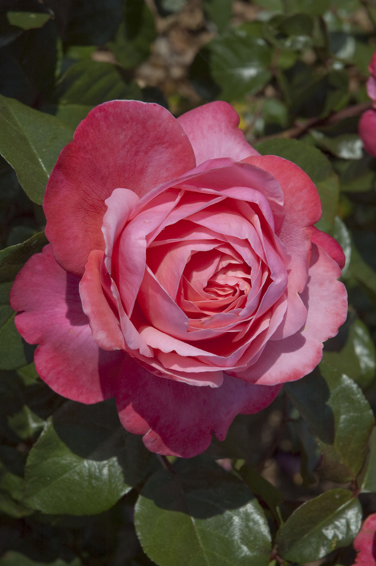 Rosa DRAKKAR ® Meikolyma Meilland – Vaso 19cm