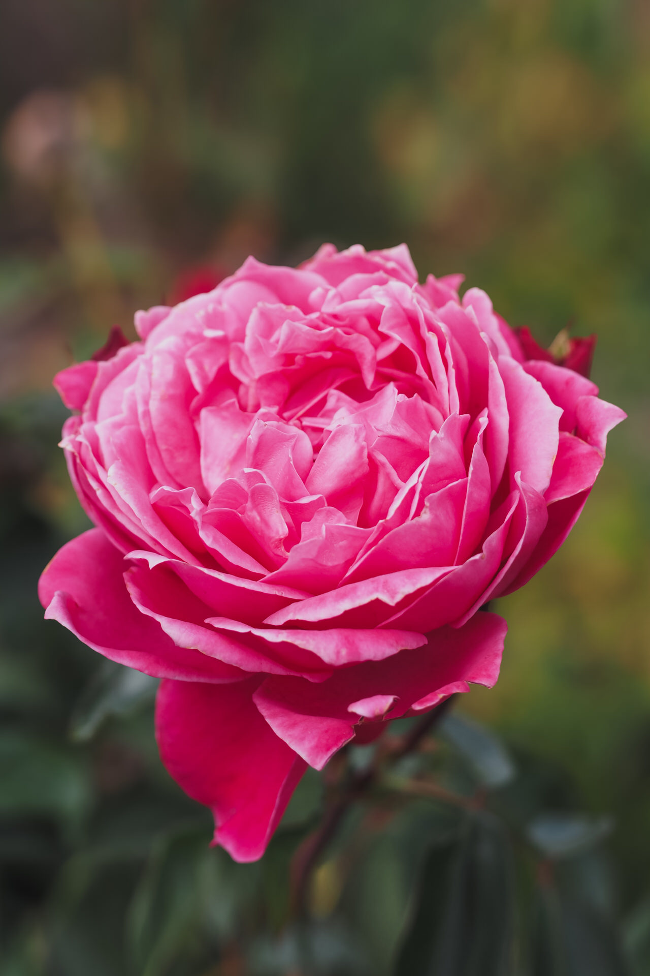 Rosa ALEXANDRE ASTIER ® Meilehagan Meilland – Vaso 19cm