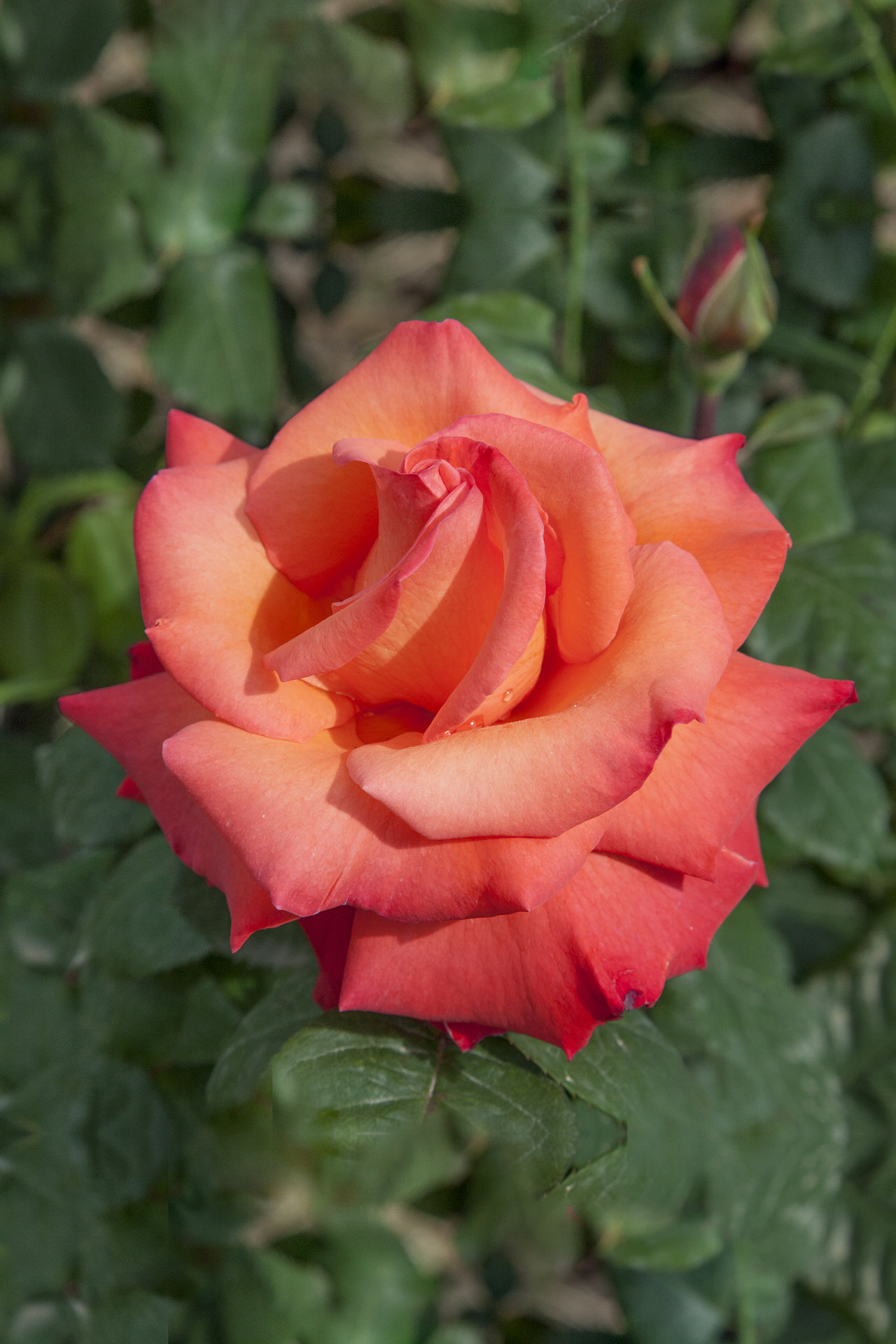 Rosa CHRISTOPHE COLOMB ® Meironsse Meilland – Vaso 19cm