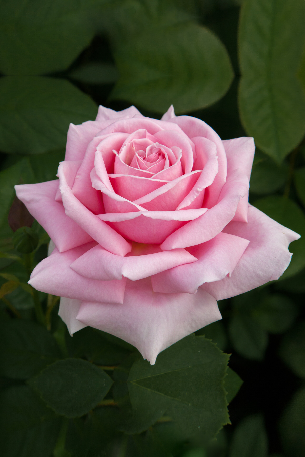 Rosa FREDERIC MISTRAL® Meitebros Meilland – Vaso 19cm