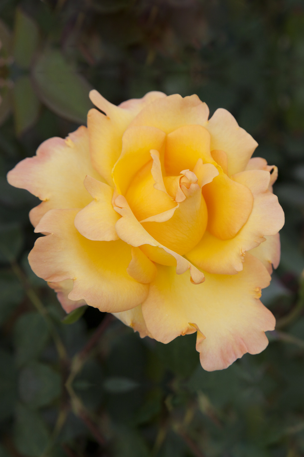 Rosa EUREKA ® Meizambaizt Meilland – Vaso 19cm