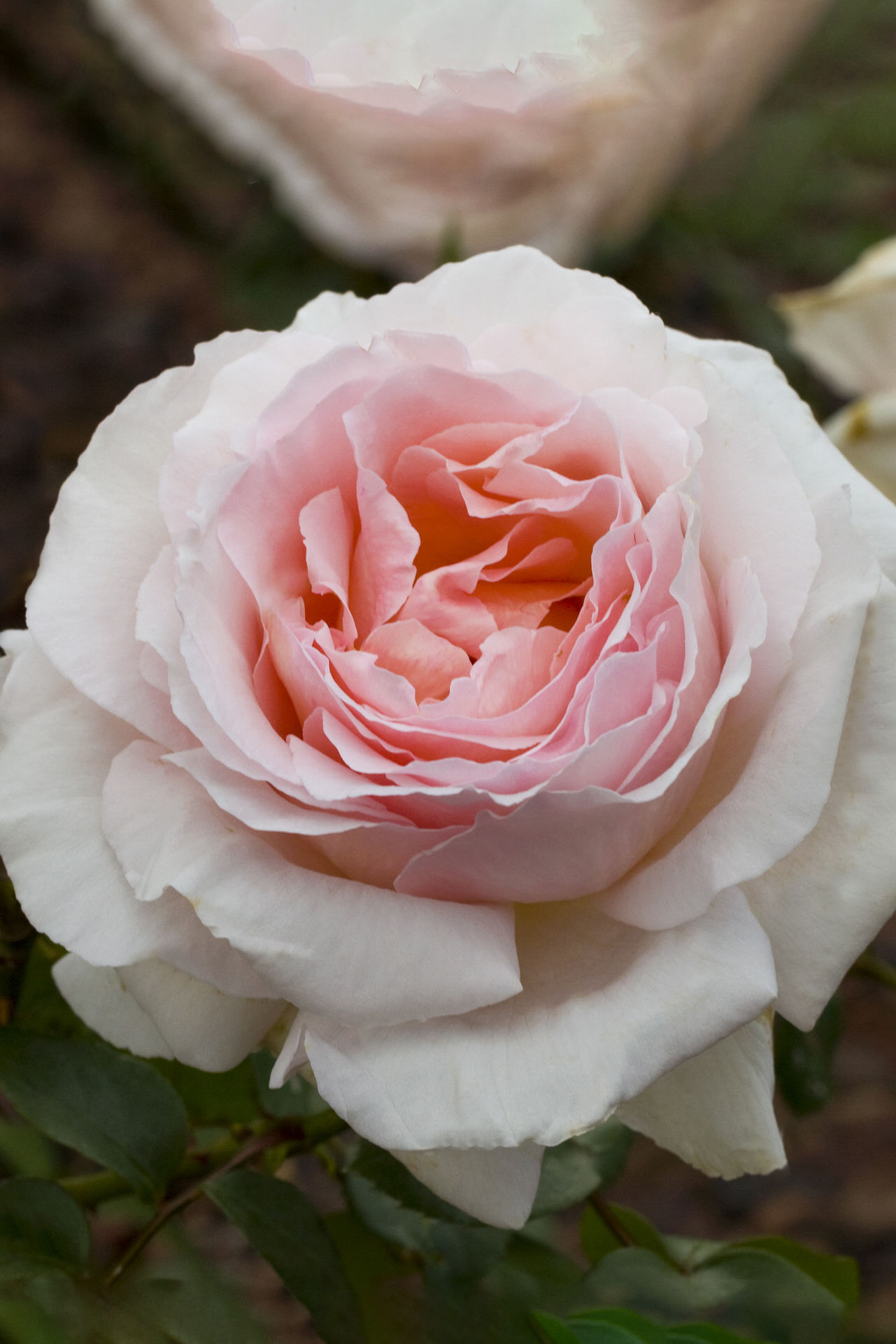 Rosa ANDRE LE NOTRE ® Meiceppus Meilland – Vaso 19cm