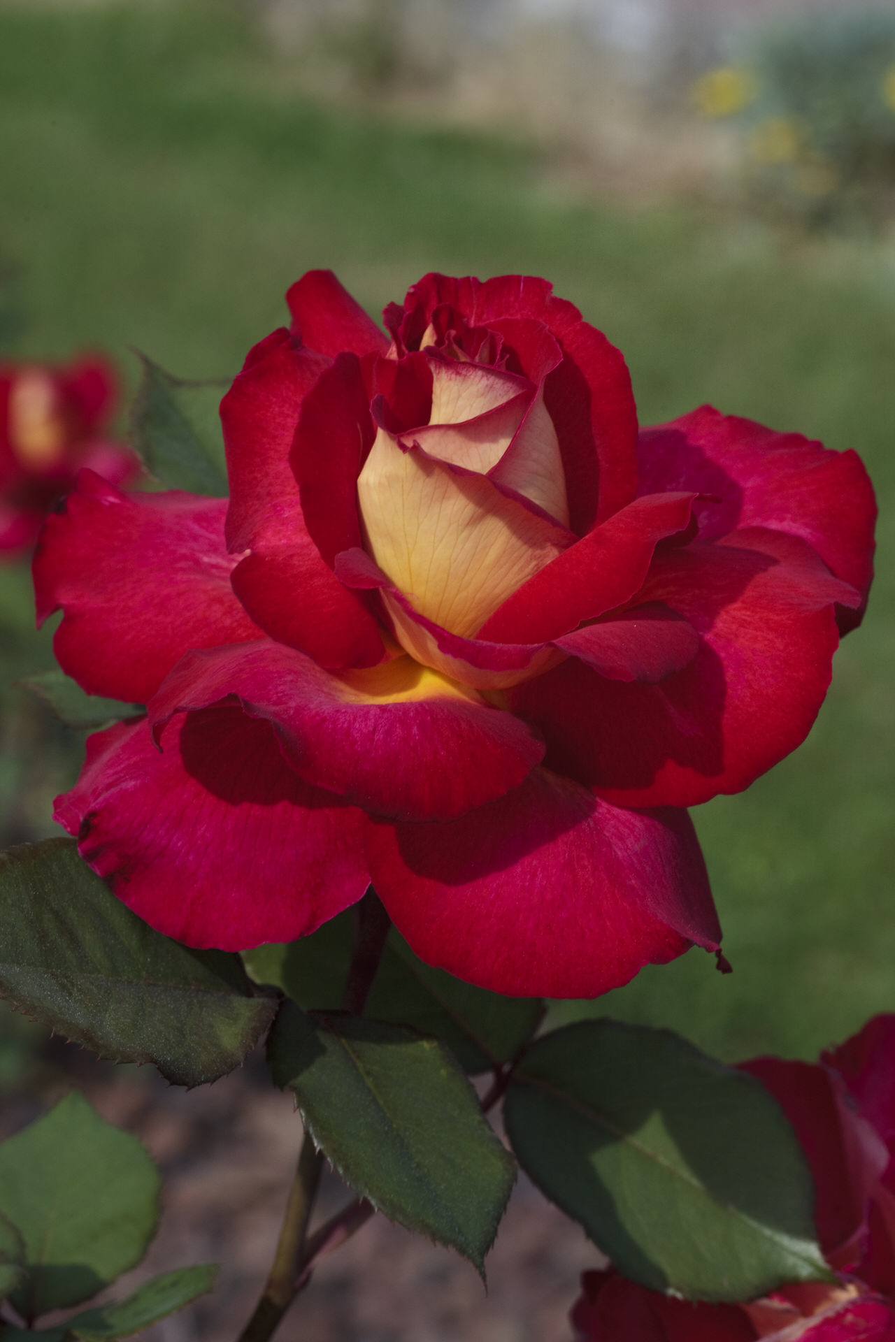Rosa BOLSHOÏ ® Meizuzes Meilland – Vaso 19cm