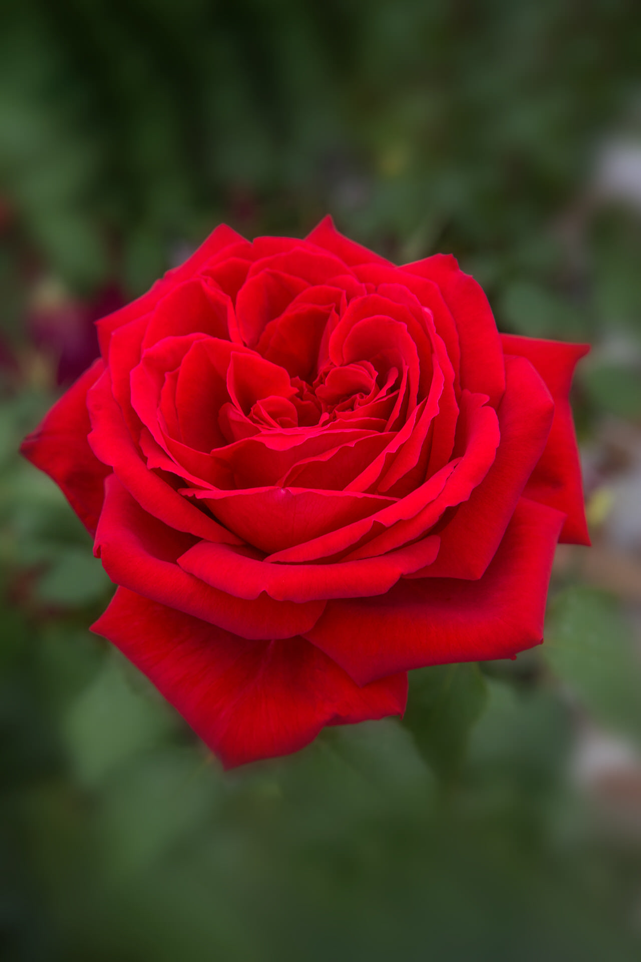 Rosa BOTERO ® Meiafone Meilland – Vaso 19cm