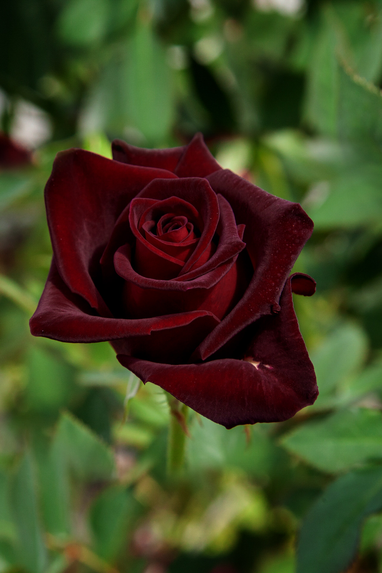 Rosa Black BACCARA ® Meidebenne Meilland – Vaso 19cm