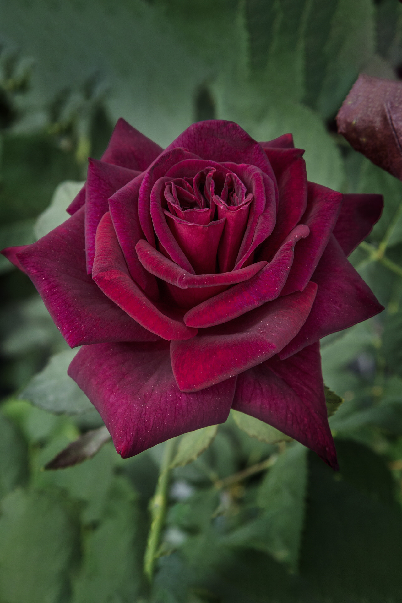 Rosa Black PERFUMELLA ® Meizhoro Meilland – Vaso 19cm