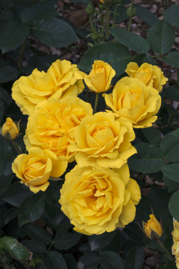 Rosa CARTE D'OR ® Meidresia Meilland - Vaso 19cm
