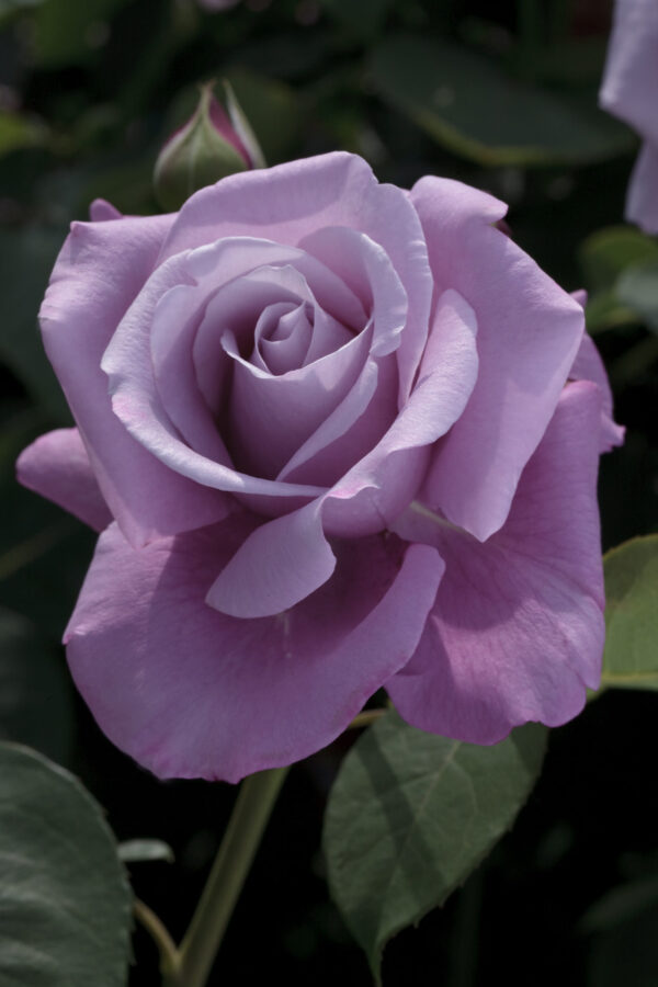 Rosa CHARLES DE GAULLE ® Meilanein Meilland - Vaso 19cm