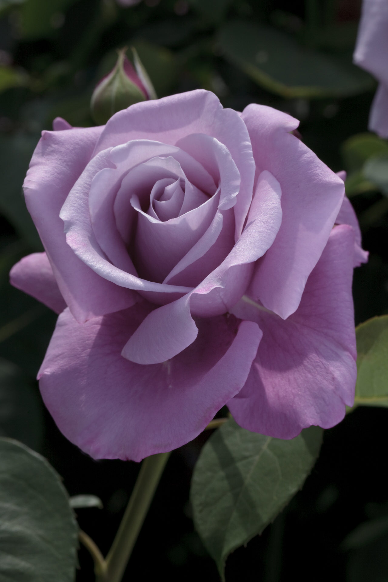 Rosa CHARLES DE GAULLE ® Meilanein Meilland – Vaso 19cm