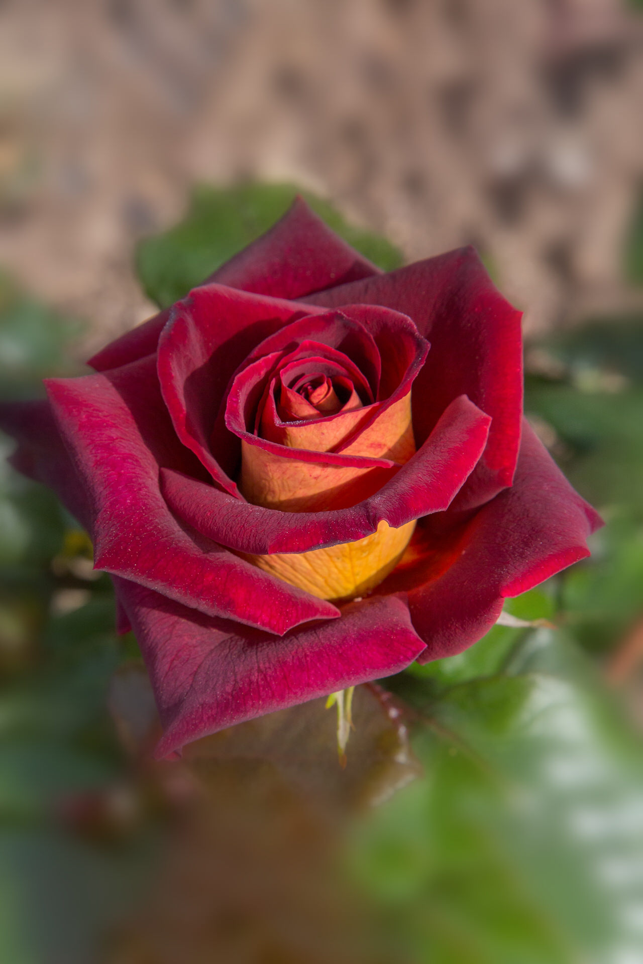 Rosa EDDY MITCHELL ® Meirysett Meilland – Vaso 19cm