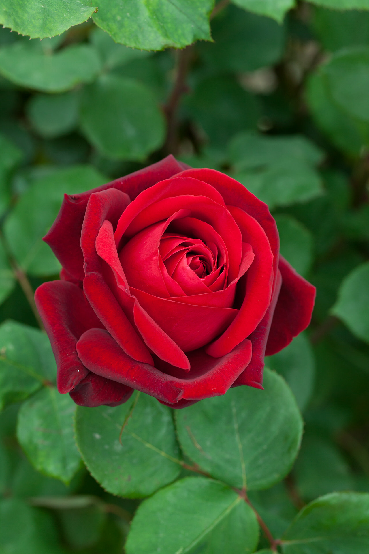 Rosa EDITH PIAF ® Meiramboys Meilland – Vaso 19cm