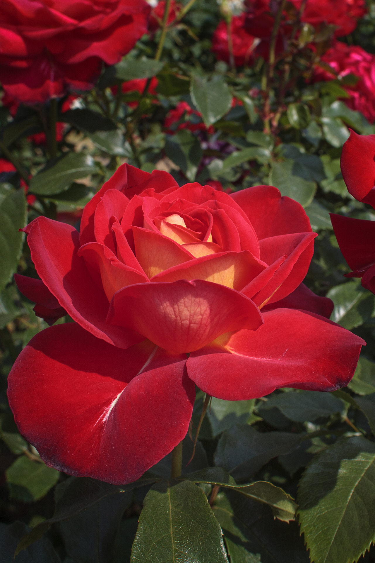 Rosa GYPSY ® Kiboh Meilland – Vaso 19cm