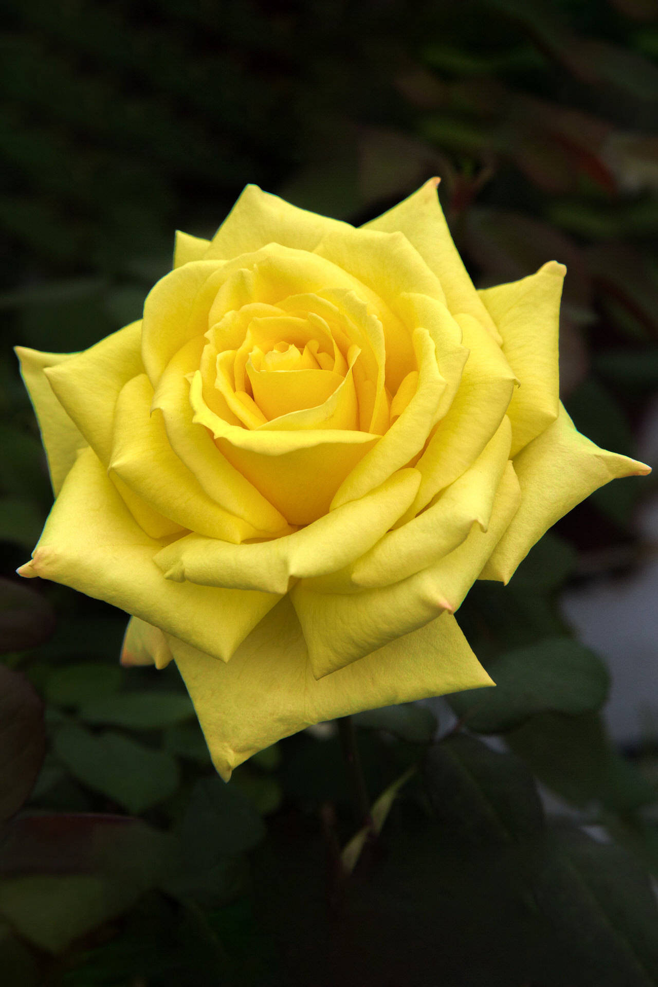 Rosa Golden PERFUMELLA ® Meifazeda Meilland – Vaso 19cm