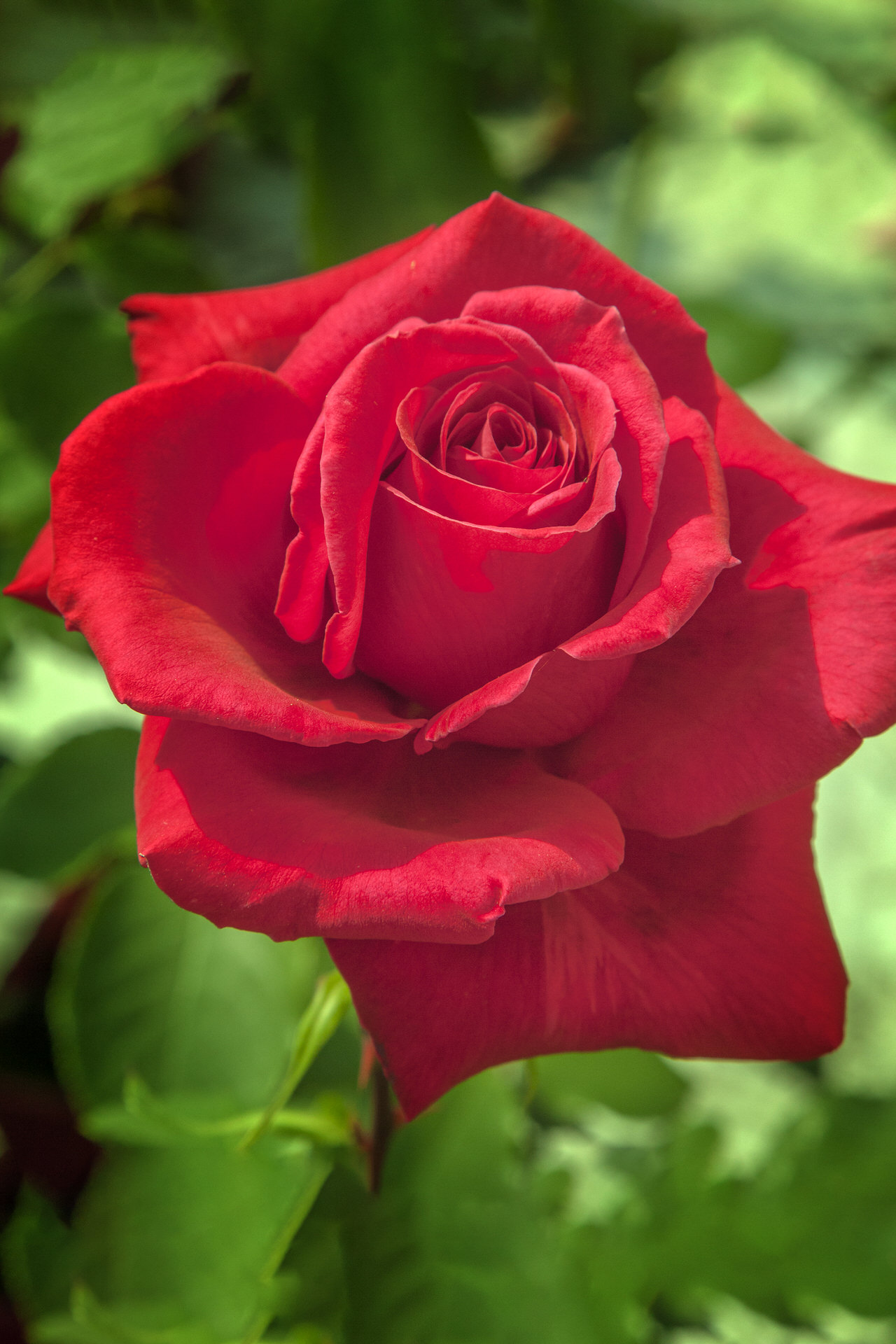 Rosa JACQUES PREVERT ® Meimouslin Meilland – Vaso 19cm