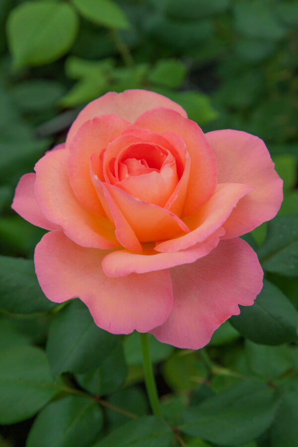 Rosa JAZZ FESTIVAL ® Meizizany Meilland - Vaso 19cm