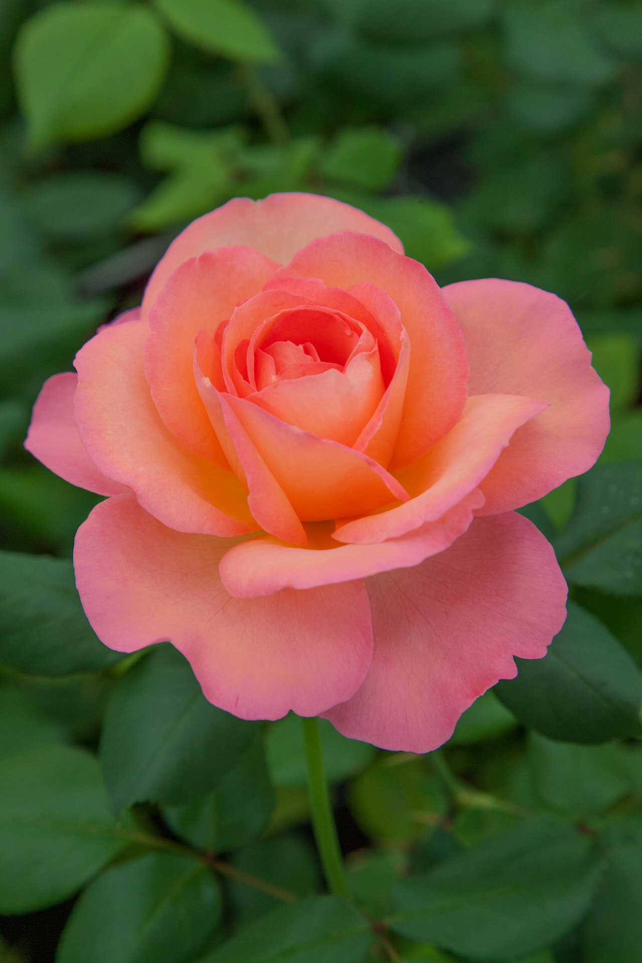 Rosa JAZZ FESTIVAL ® Meizizany Meilland – Vaso 19cm