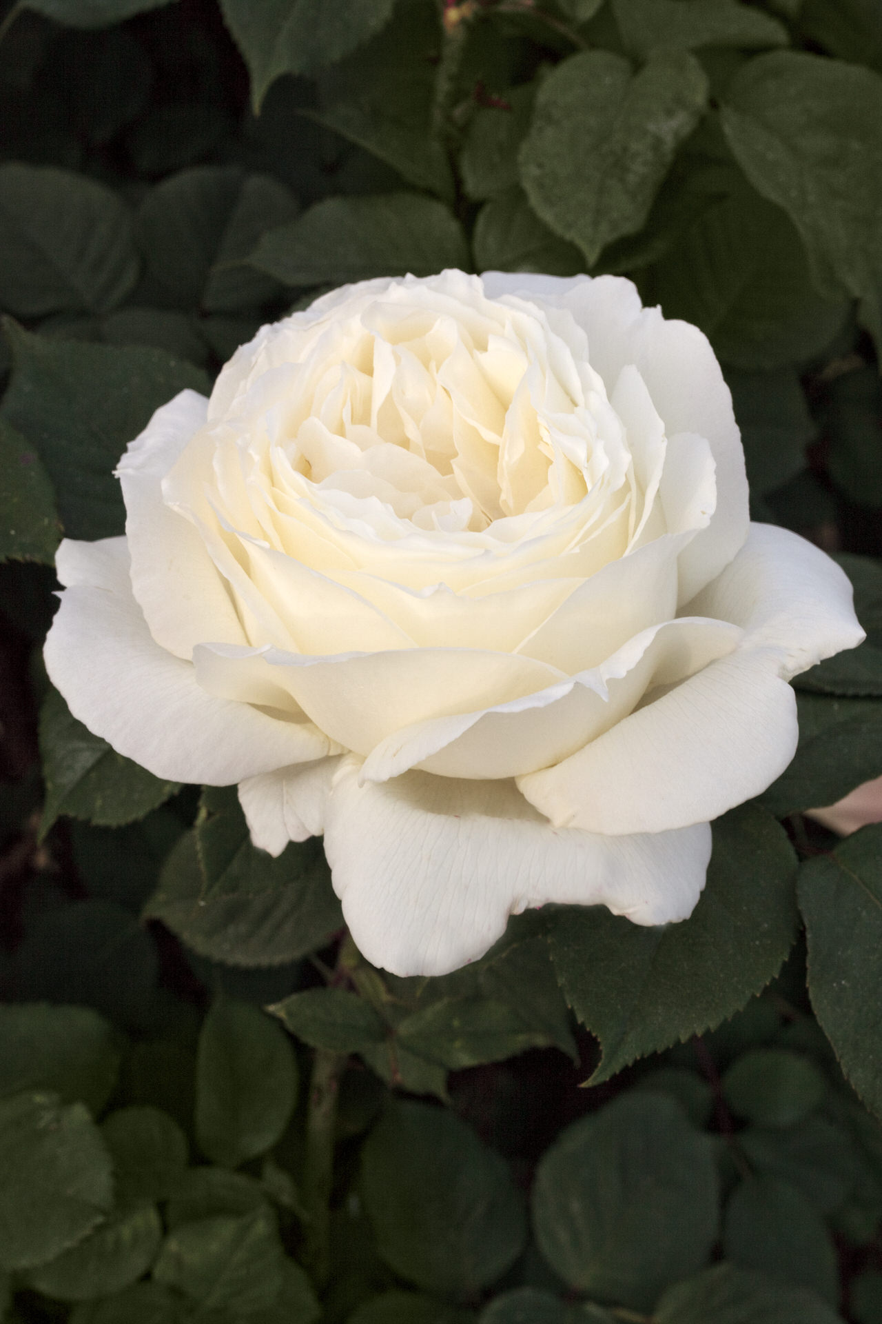 Rosa JEANNE MOREAU ® Meidiaphaz Meilland – Vaso 19cm