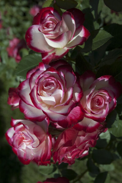 Rosa JUBILE DU PRINCE  DE MONACO ® Meisponge Meilland - Vaso 19cm