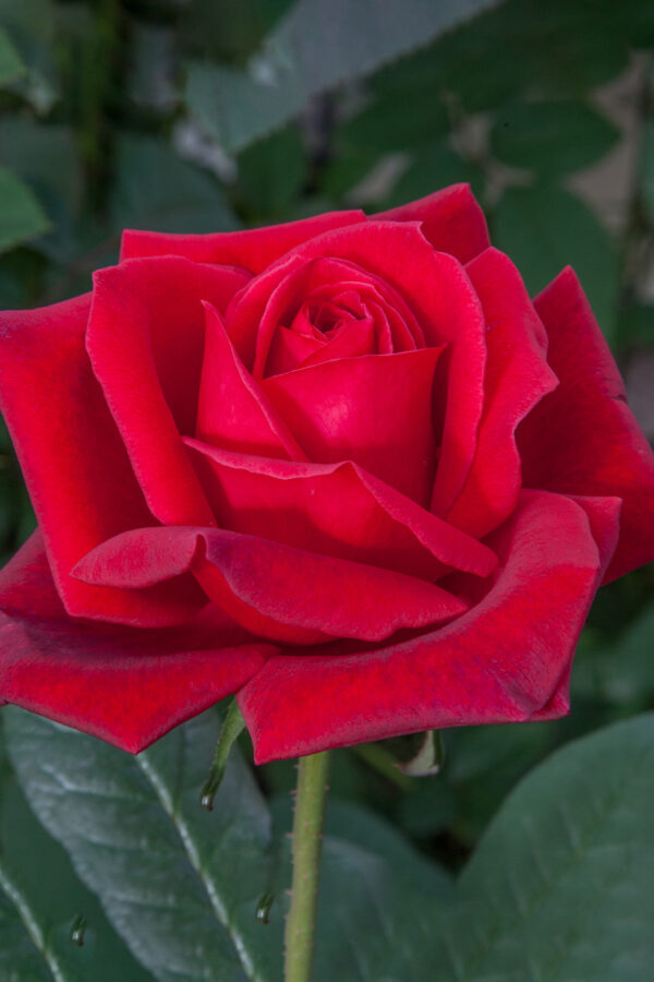 Rosa Jubilé PAPA MEILLAND ® Meiceazar Meilland - Vaso 19cm