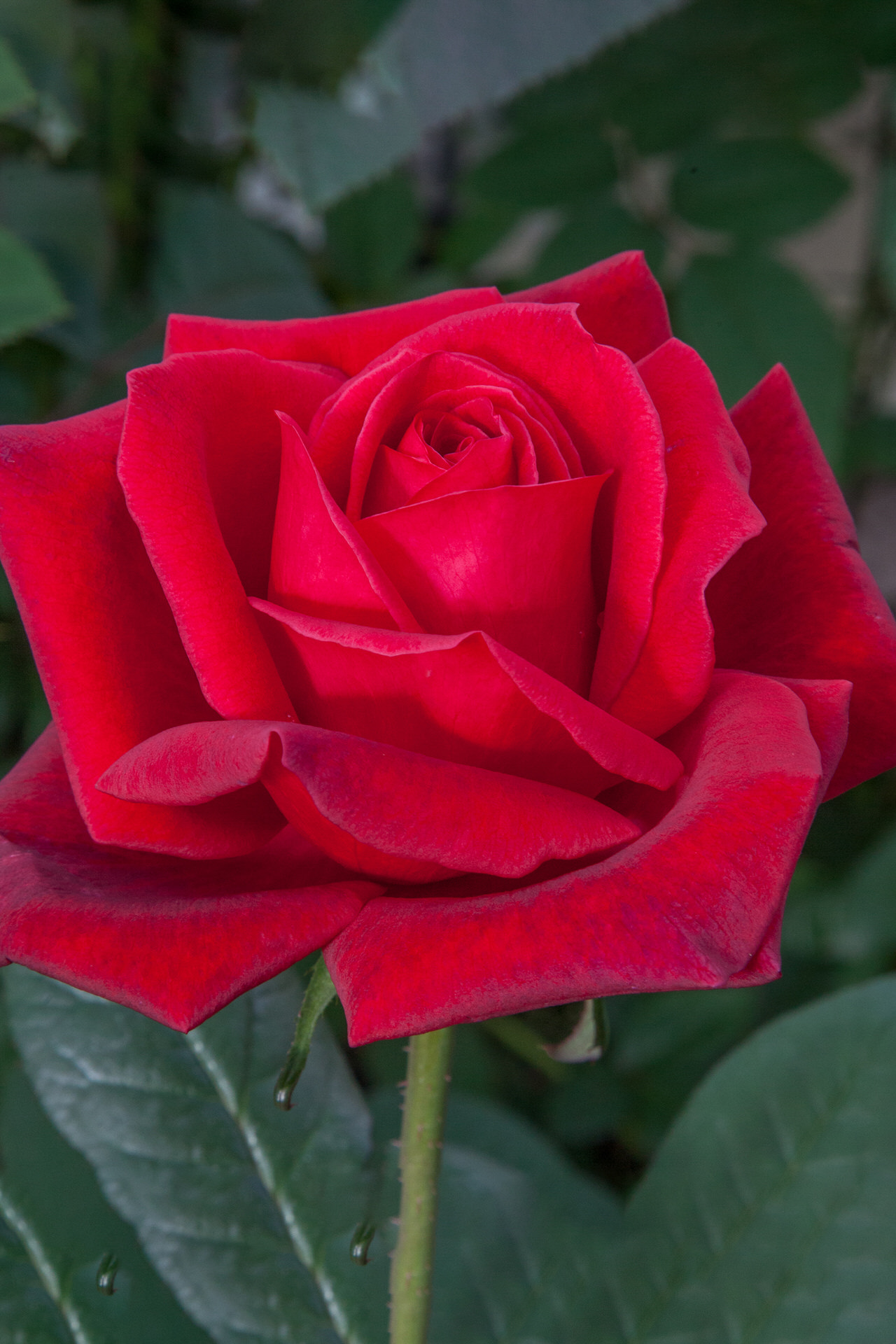 Rosa Jubilé PAPA MEILLAND ® Meiceazar Meilland – Vaso 19cm