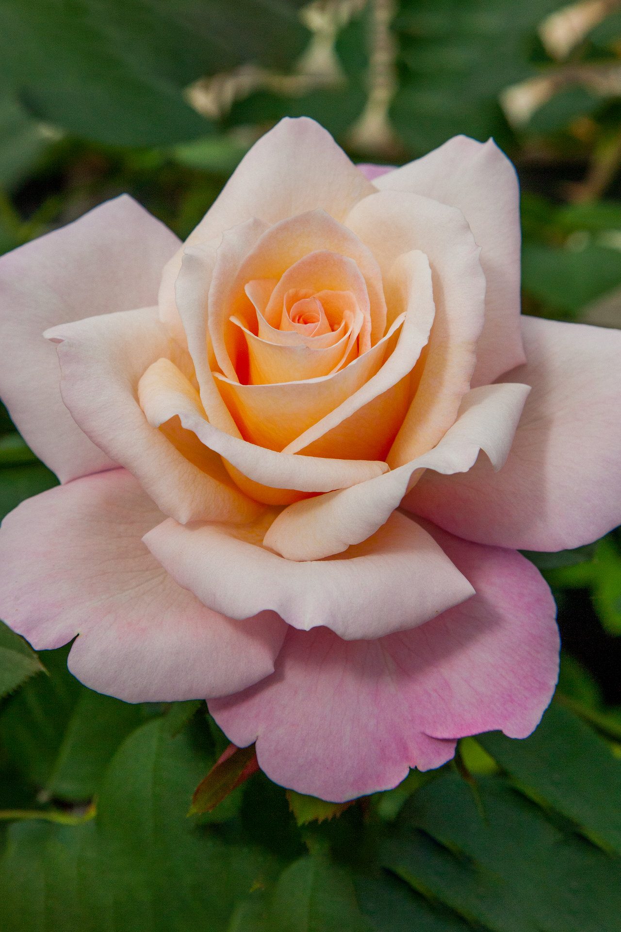 Rosa LAETITIA CASTA ® Meilampario Meilland – Vaso 19cm