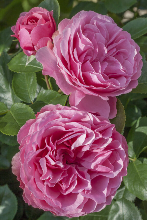 Rosa LEONARDO DA VINCI ® Meideauri Meilland - Vaso 19cm