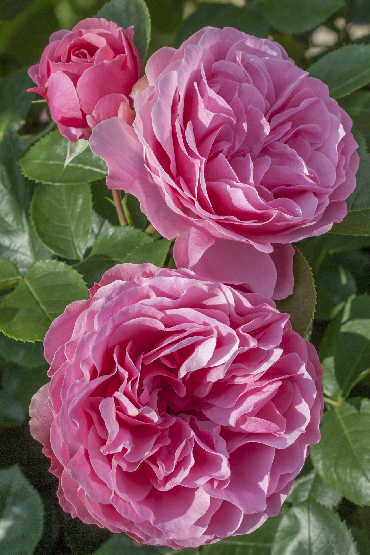 Rosa LEONARDO DA VINCI ® Meideauri Meilland – Vaso 19cm
