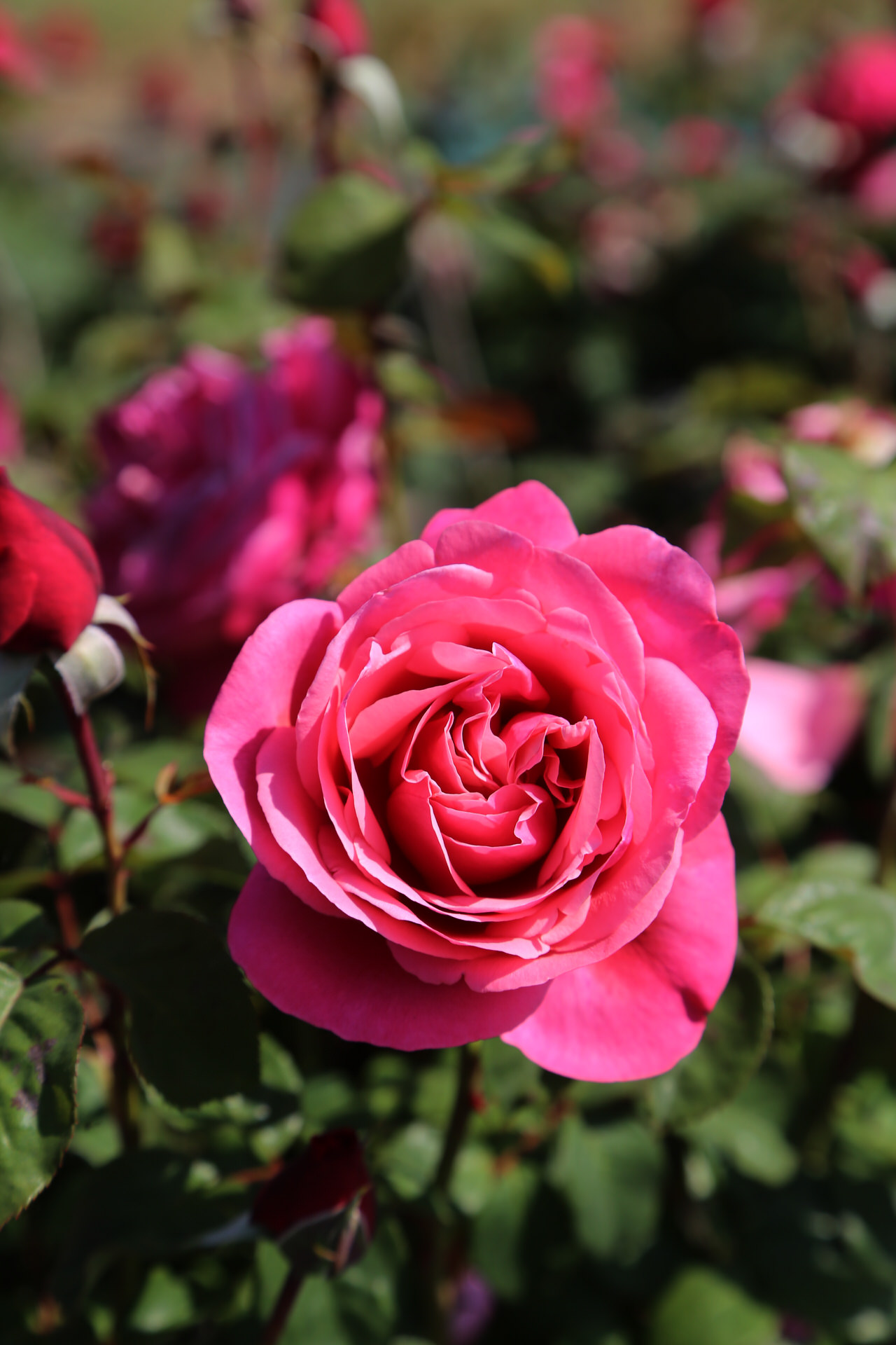Rosa LINE RENAUD ® Meiclusif Meilland – Vaso 19cm