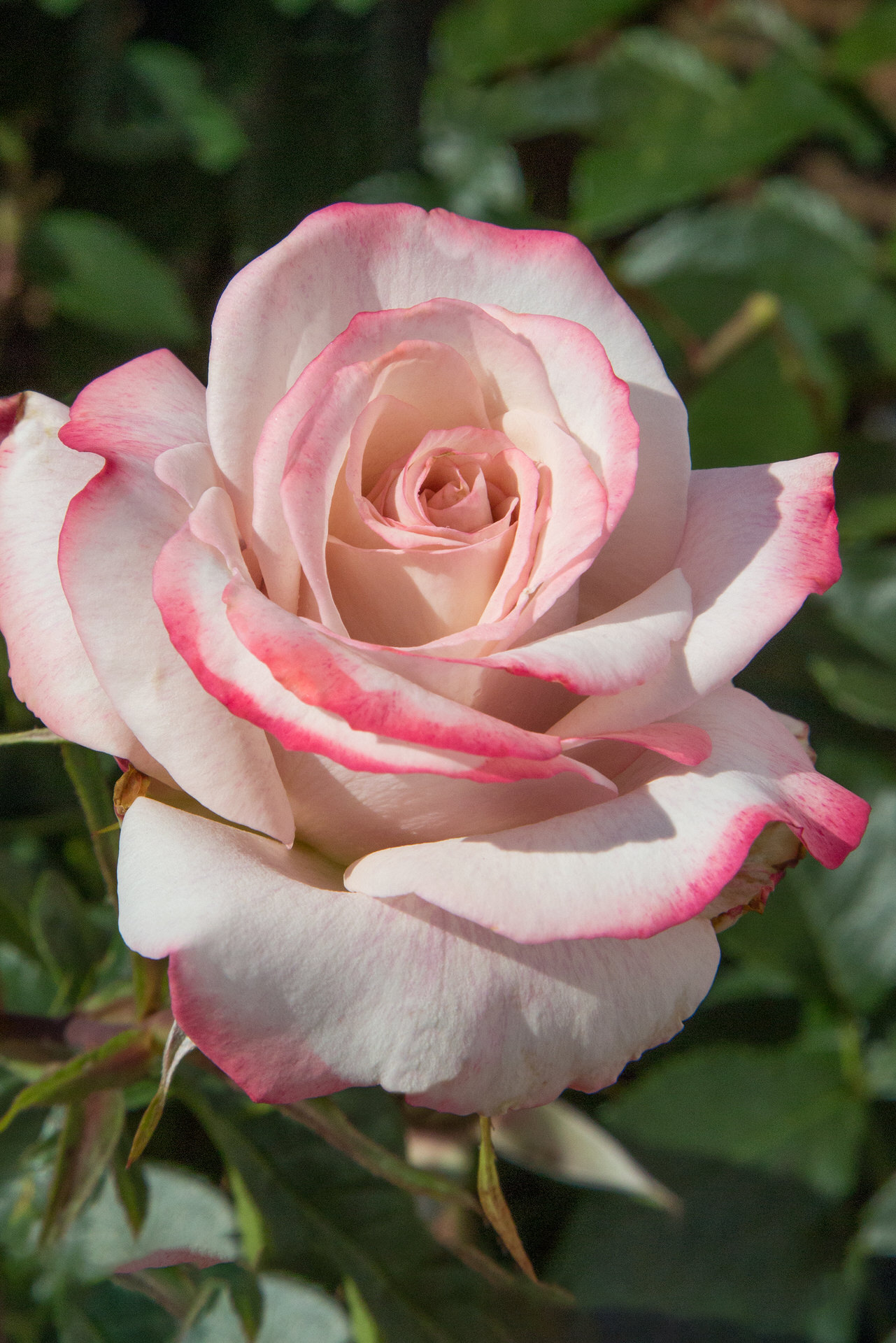 Rosa LYON LUMIERES ® Meivanae Meilland – Vaso 19cm