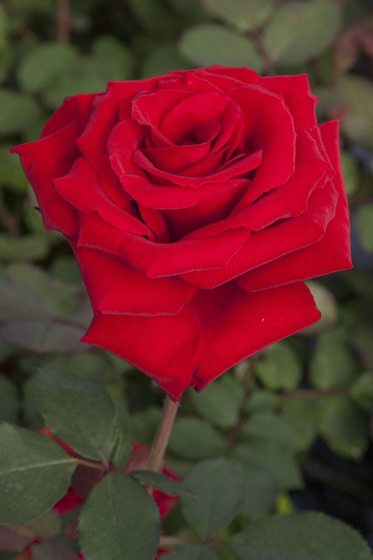 Rosa MARCEL PAGNOL ® Meisoyris Meilland – Vaso 19cm