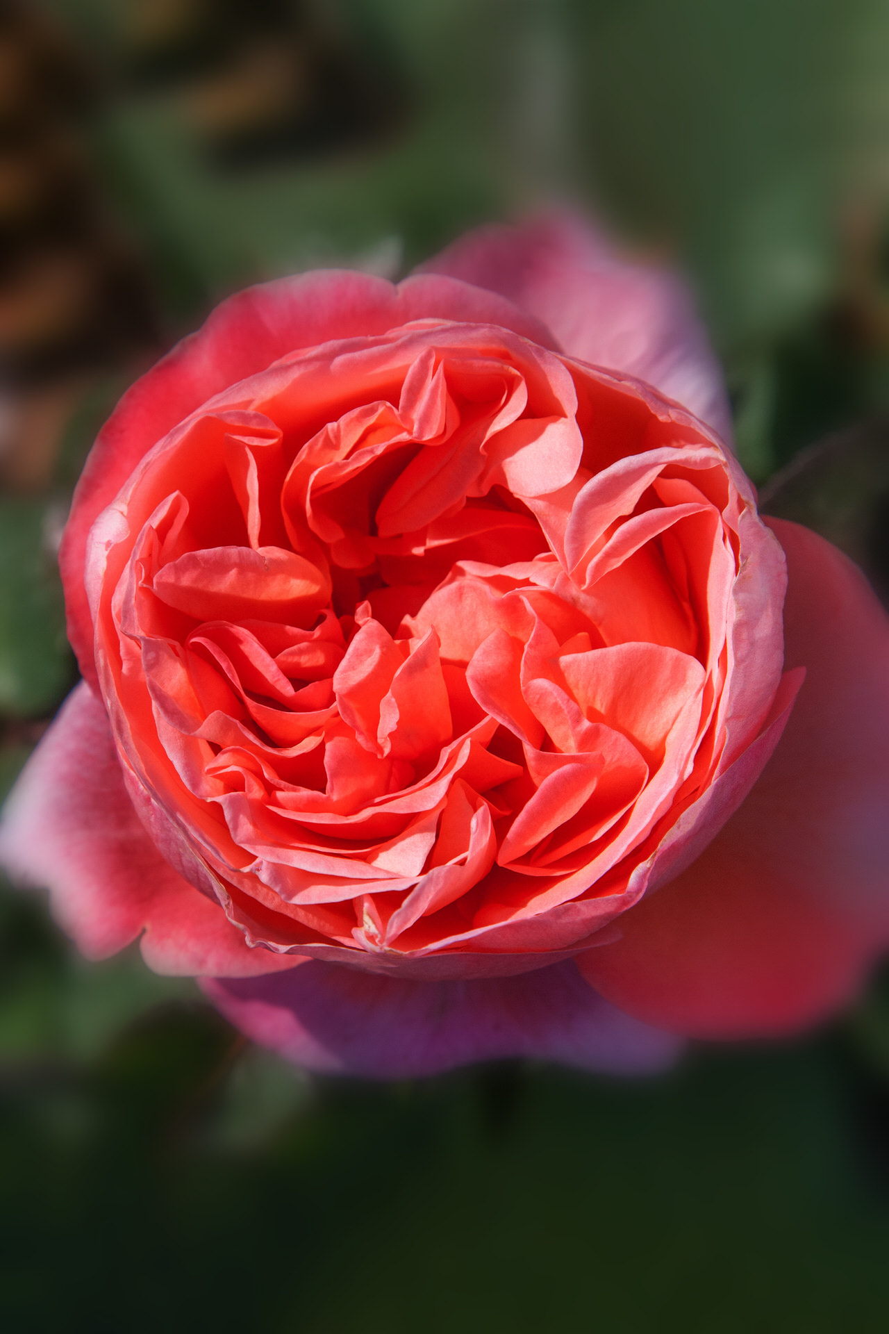 Rosa Mademoiselle MEILLAND ® Meinostair Meilland – Vaso 19cm