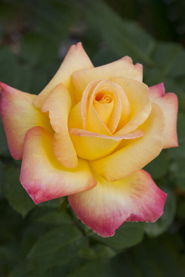 Rosa Oriental PEACE ® Baipeace Meilland - Vaso 19cm