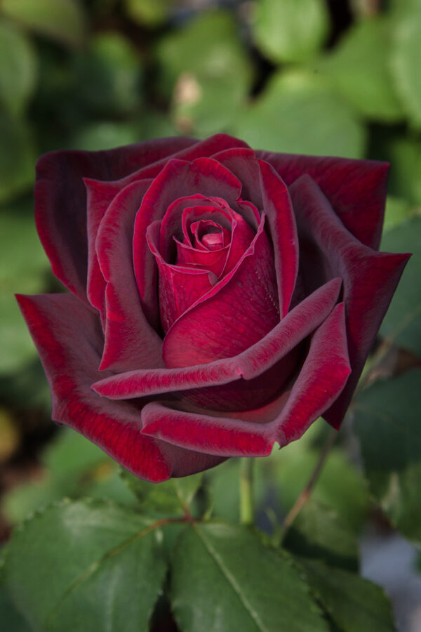 Rosa PAPA MEILLAND ® Meicesar Meilland - Vaso 19cm