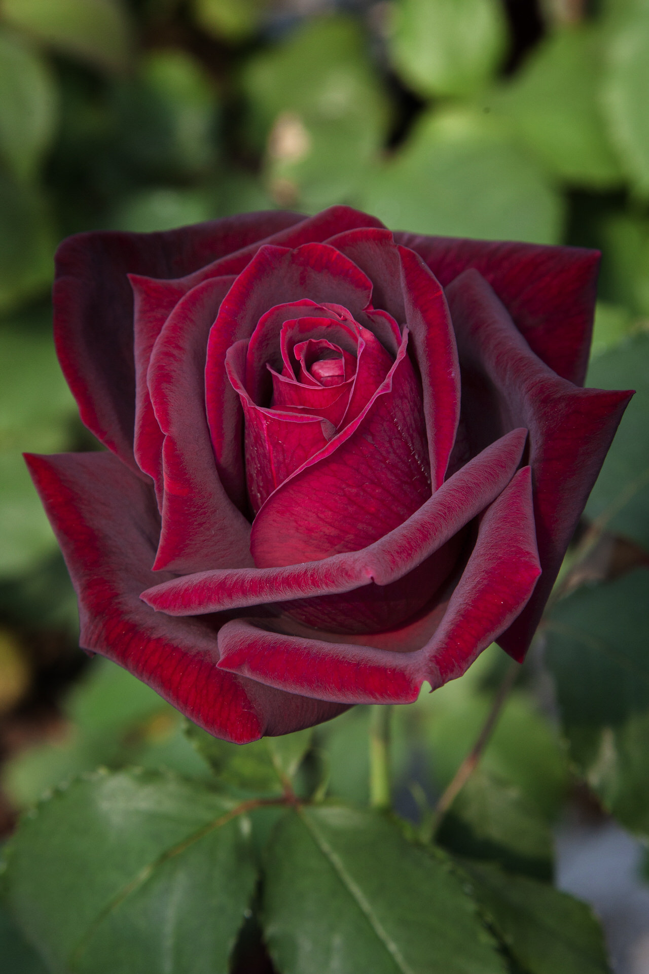 Rosa PAPA MEILLAND ® Meicesar Meilland – Vaso 19cm