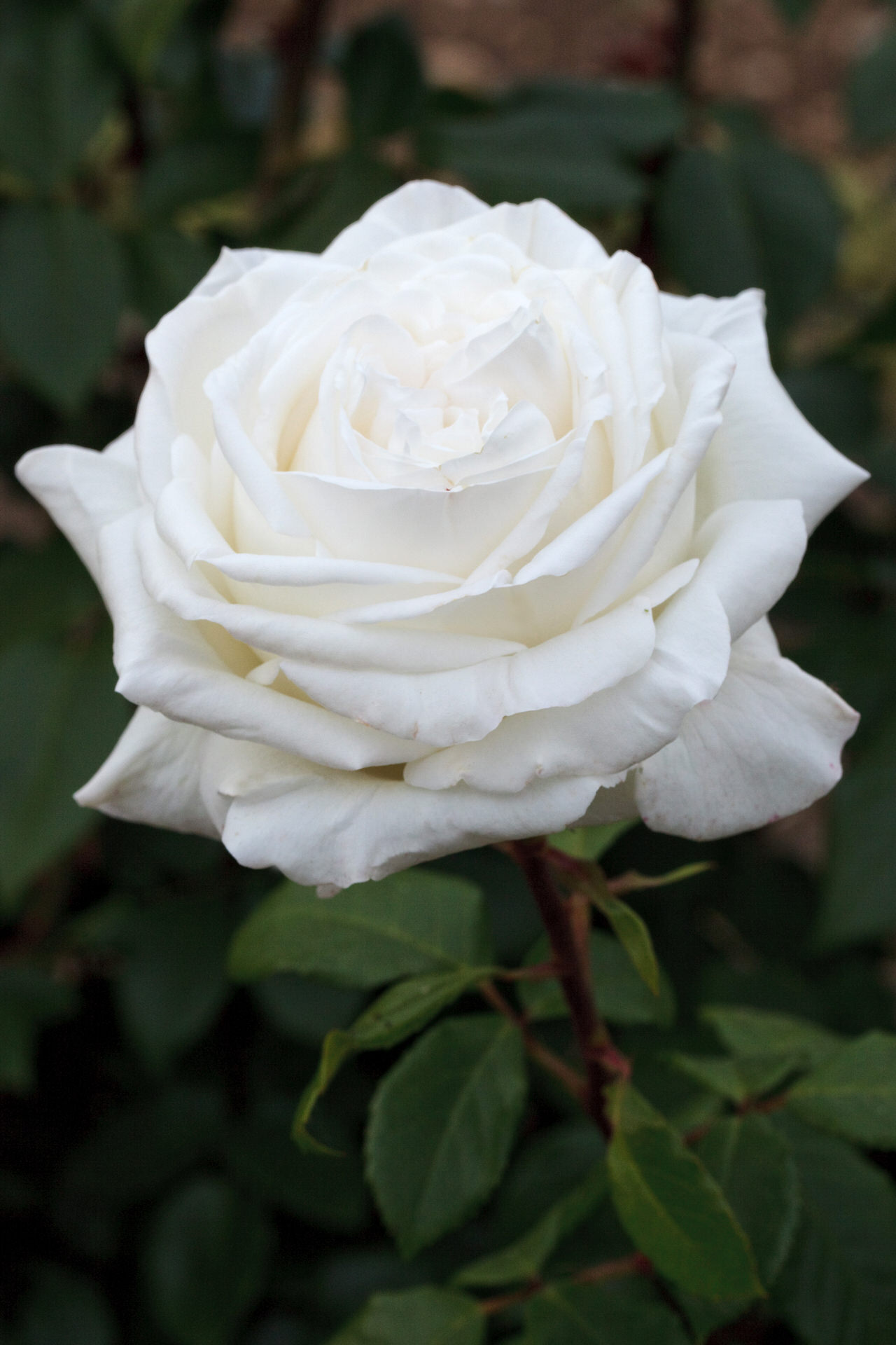 Rosa PIERRE ARDITI ® Meicalanq Meilland – Vaso 19cm