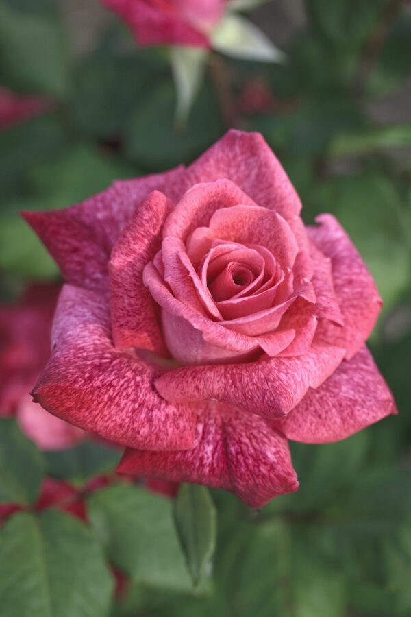 Rosa PIERRE CARDIN ® Meilolipo Meilland - Vaso 19cm