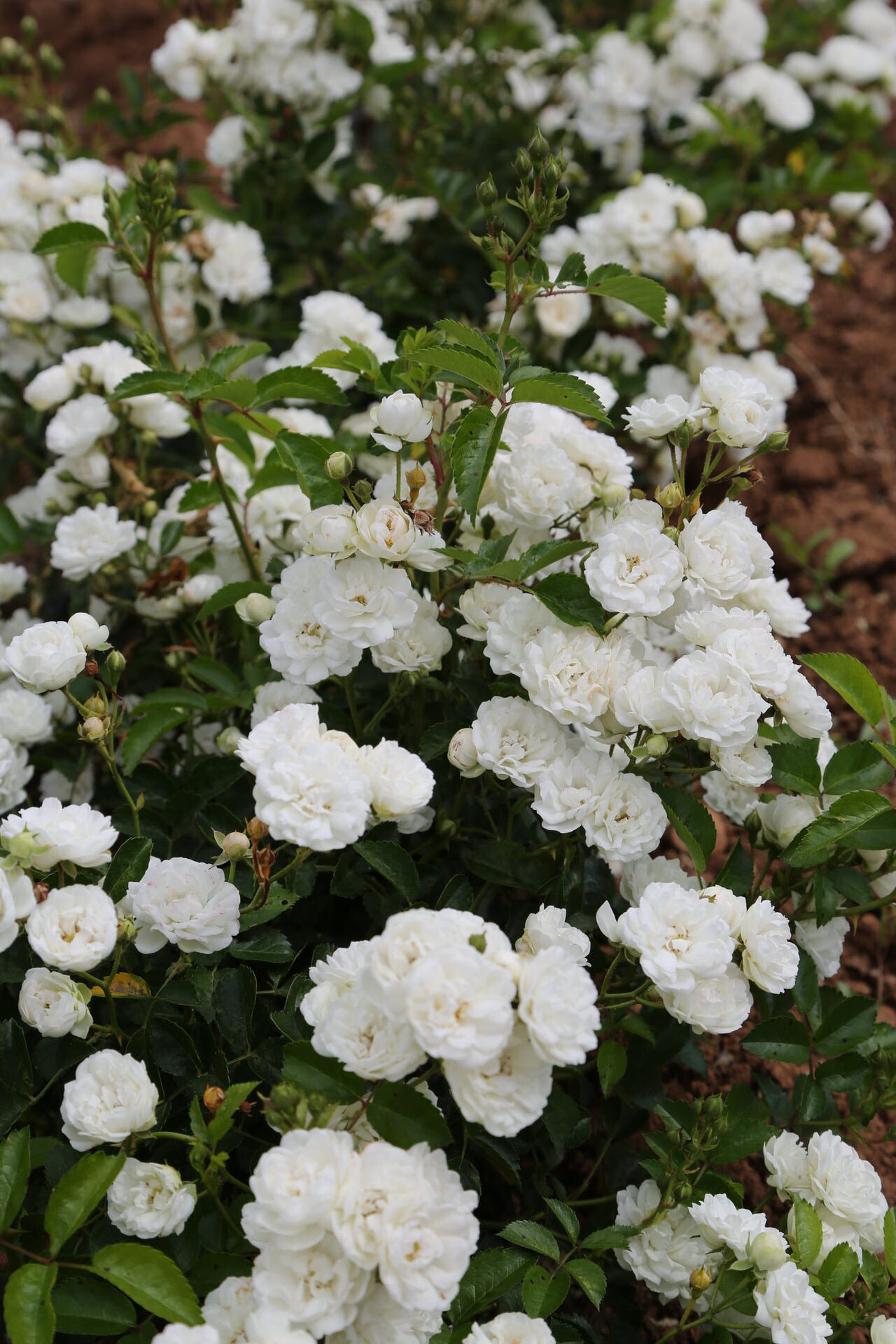 Rosa PRETTY POLLY ® White Zlepolfour Meilland – Vaso 19cm