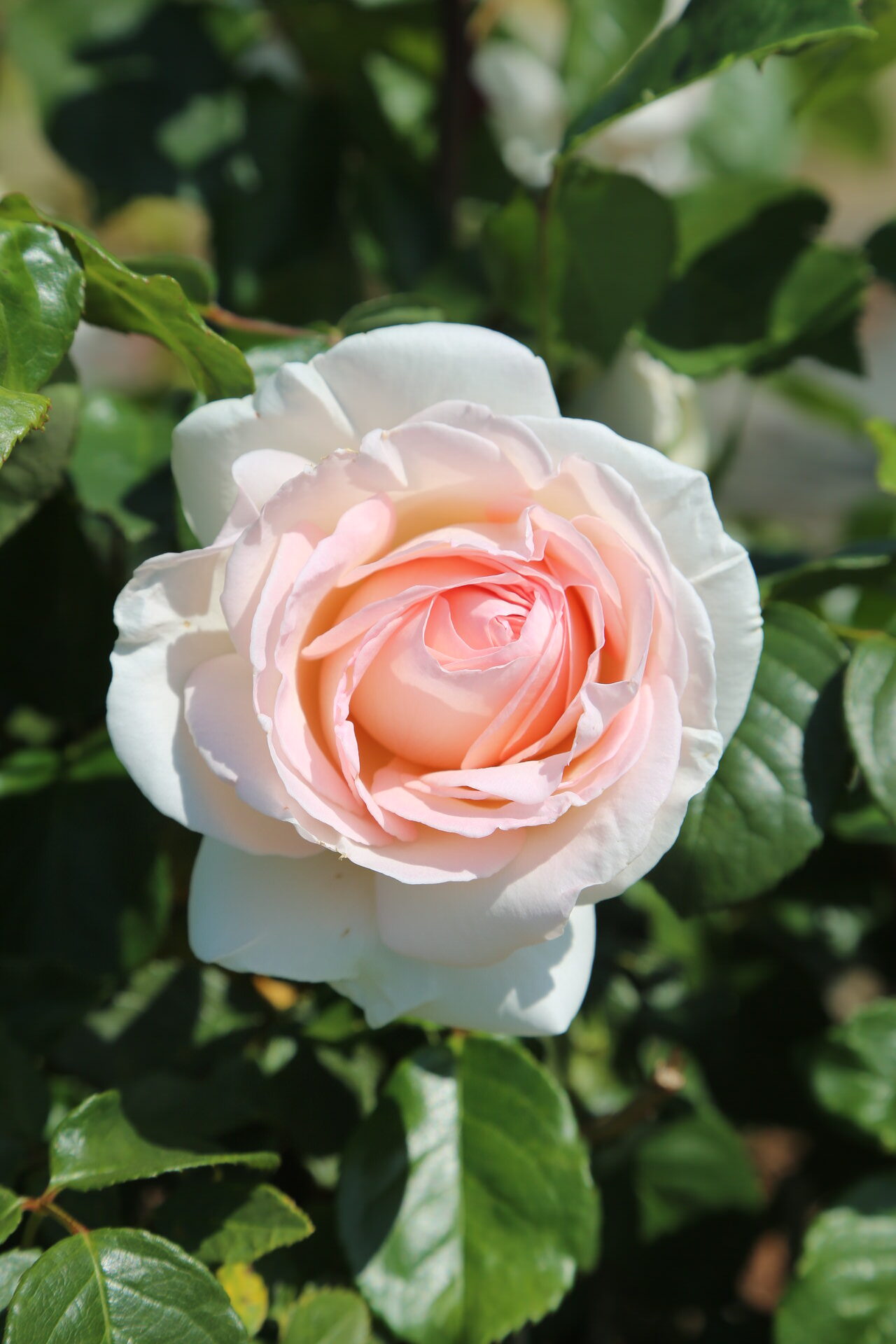 Rosa PRINCE JARDINIER ® Meitroni Meilland – Vaso 19cm
