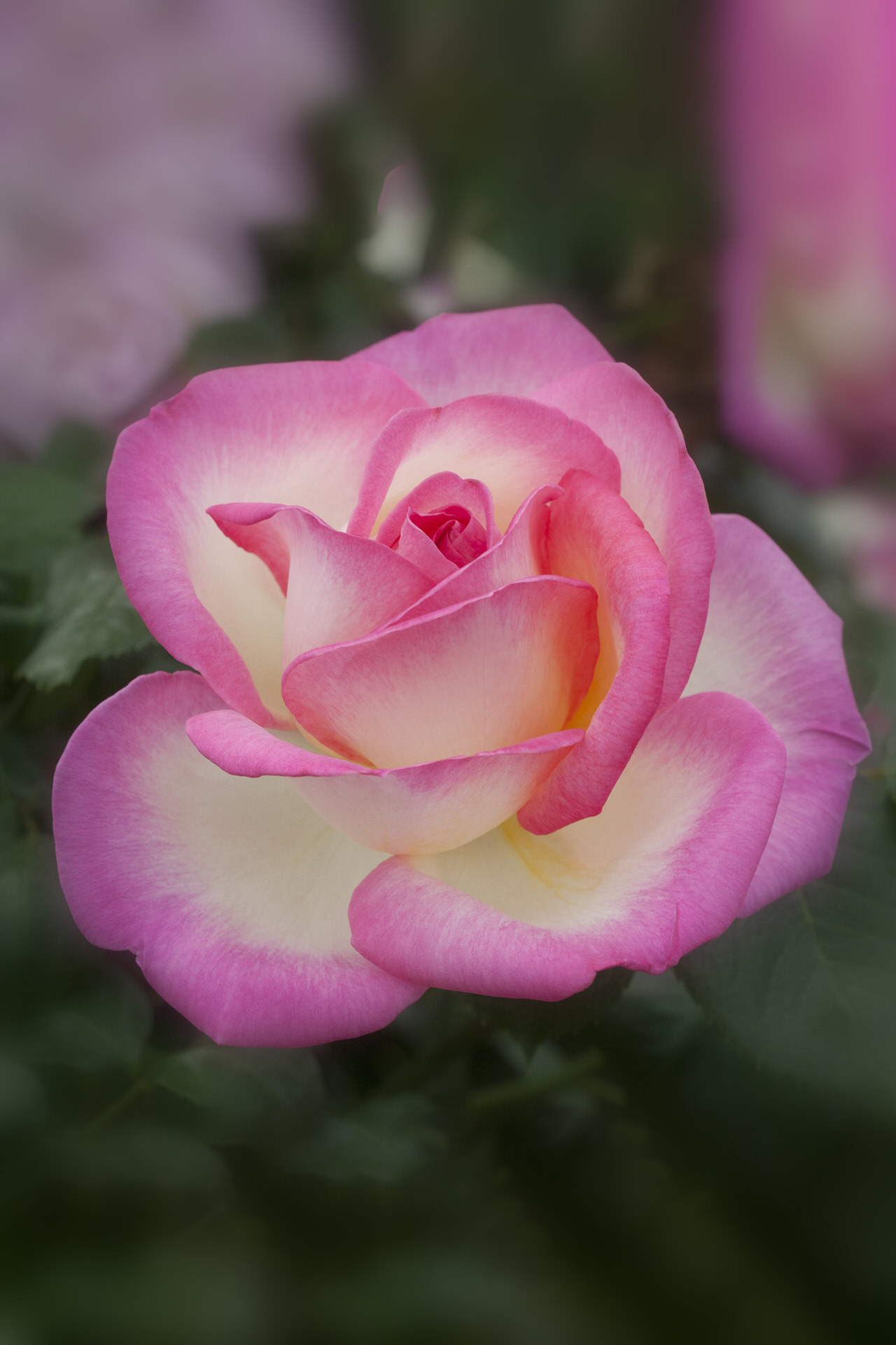 Rosa PRINCESSE DE MONACO ® Meimagarmic Meilland – Vaso 19cm
