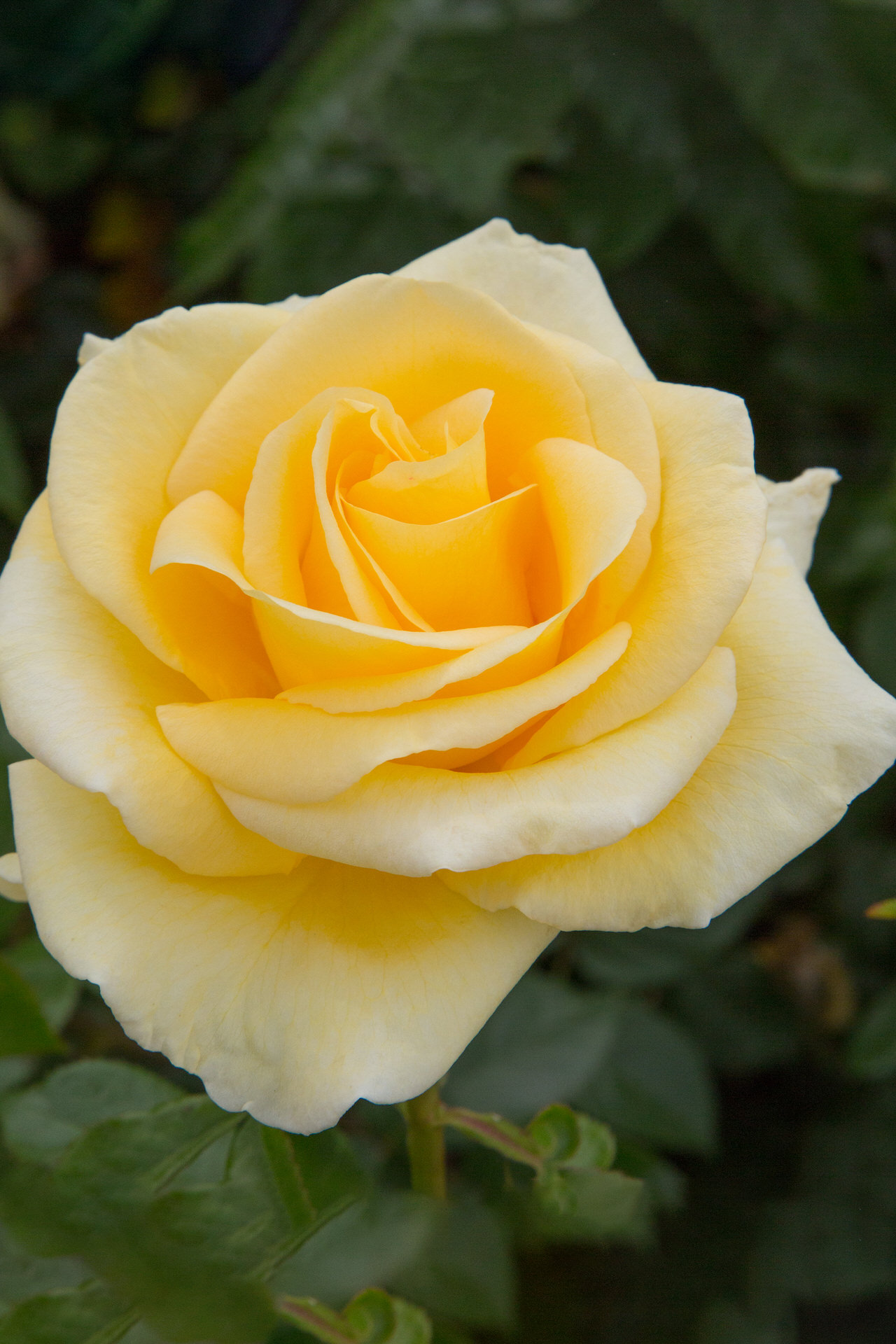 Rosa RAFFAELLO ® Meikanaro Meilland – Vaso 19cm