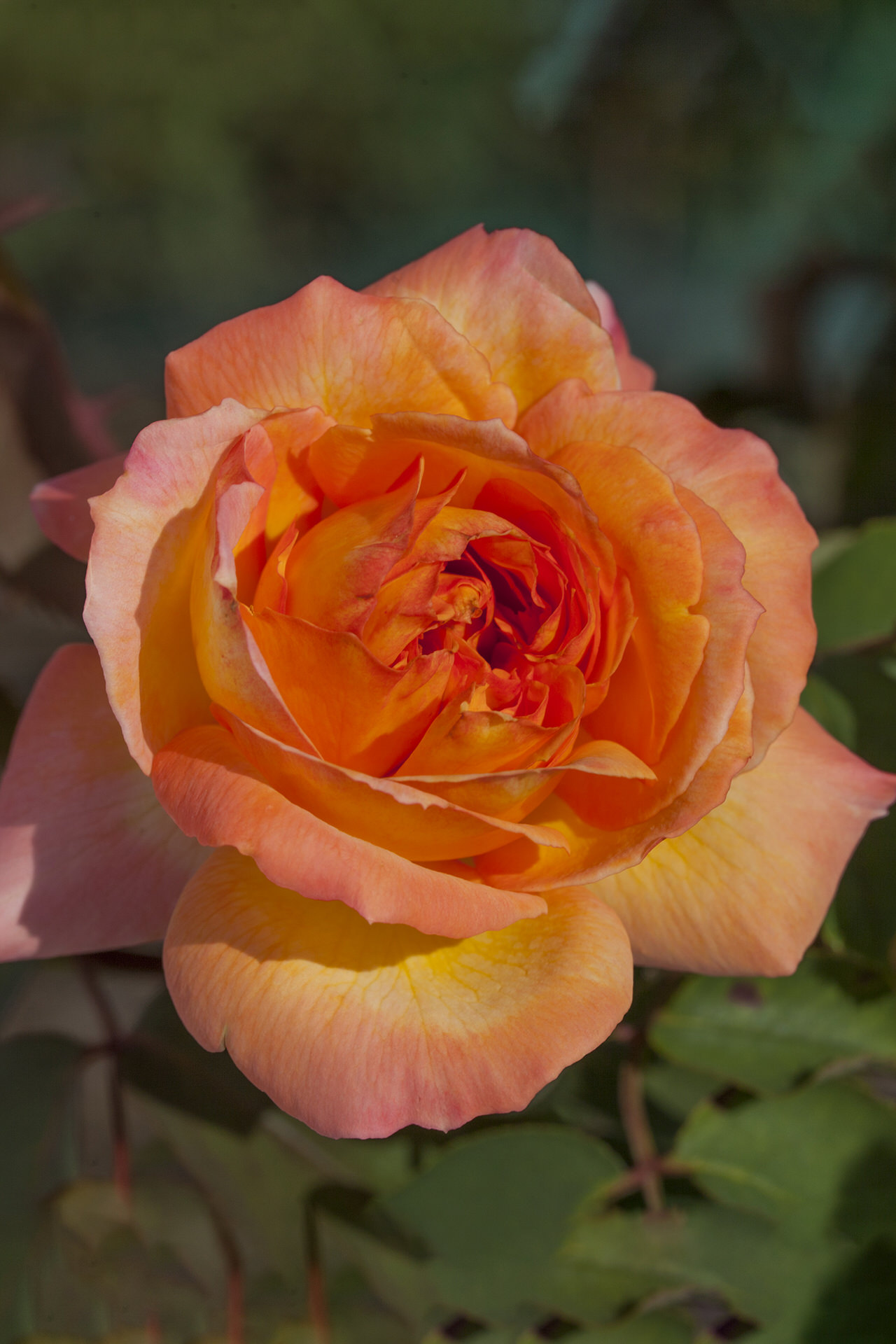 Rosa RENE GOSCINNY ® Meifrypon Meilland – Vaso 19cm