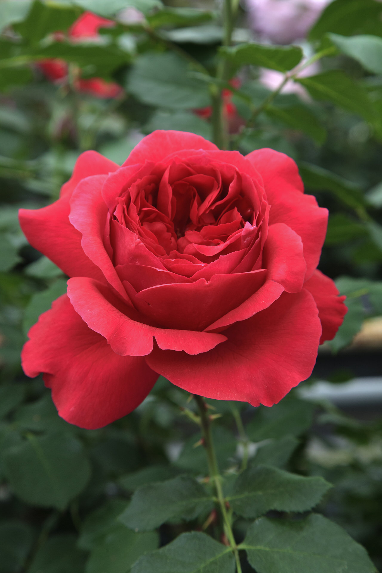Rosa RUBAN ROUGE ® Meiprehmyr Meilland – Vaso 19cm