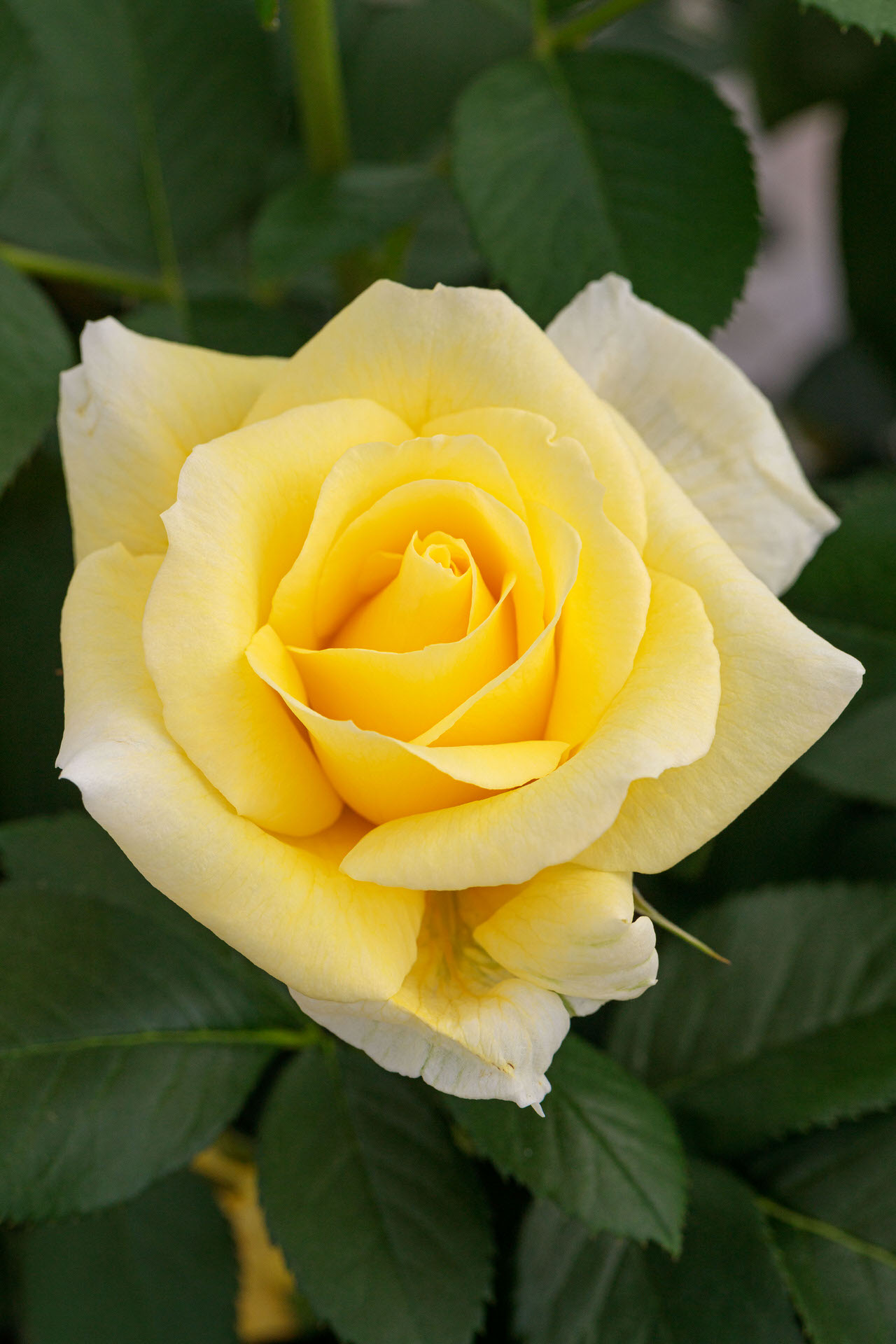 Rosa RUSTICA ® III Meilaocil Meilland – Vaso 19cm