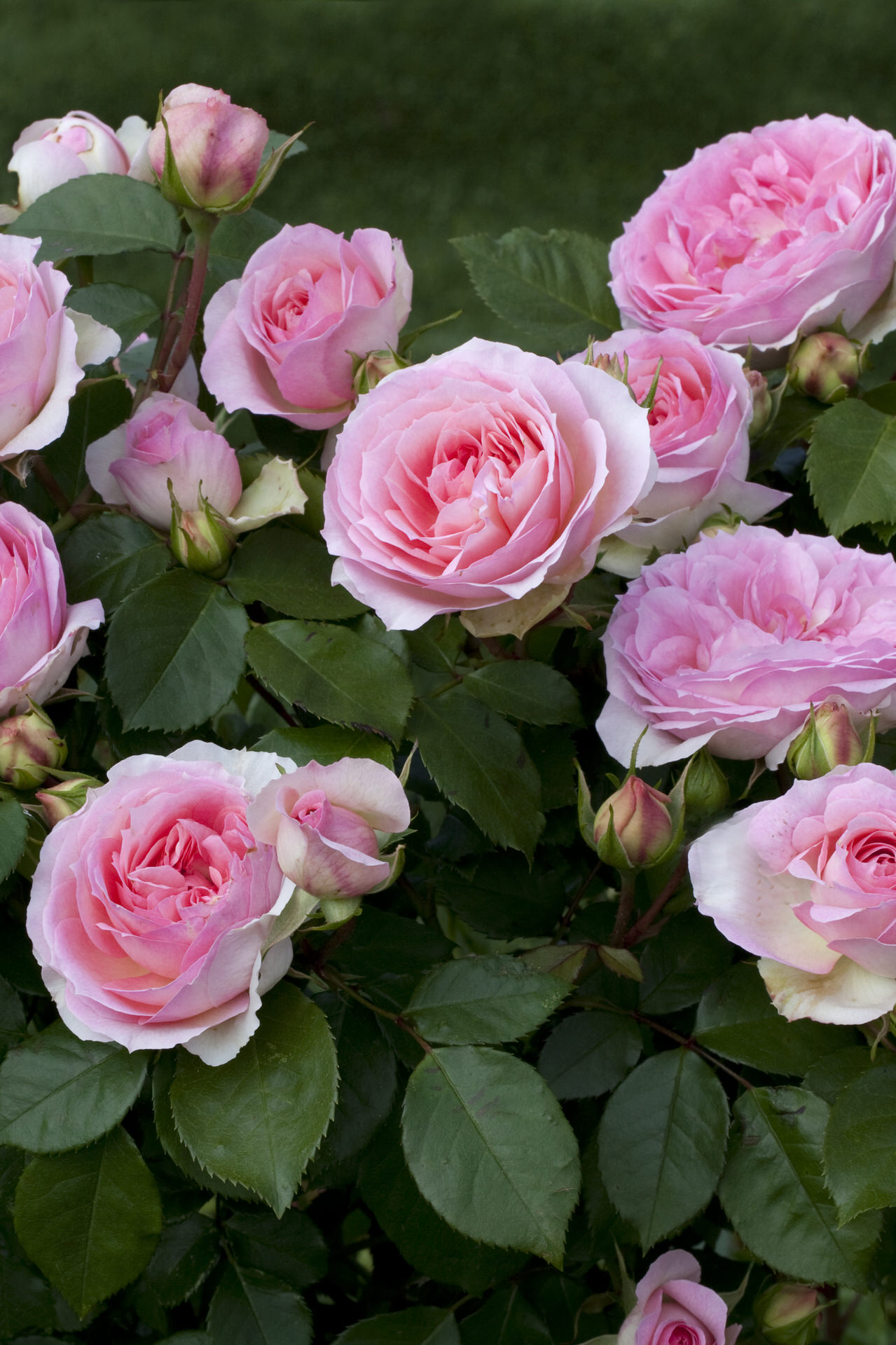 Rosa SOPHIA ROMANTICA ® Meisselpier Meilland – Vaso 19cm