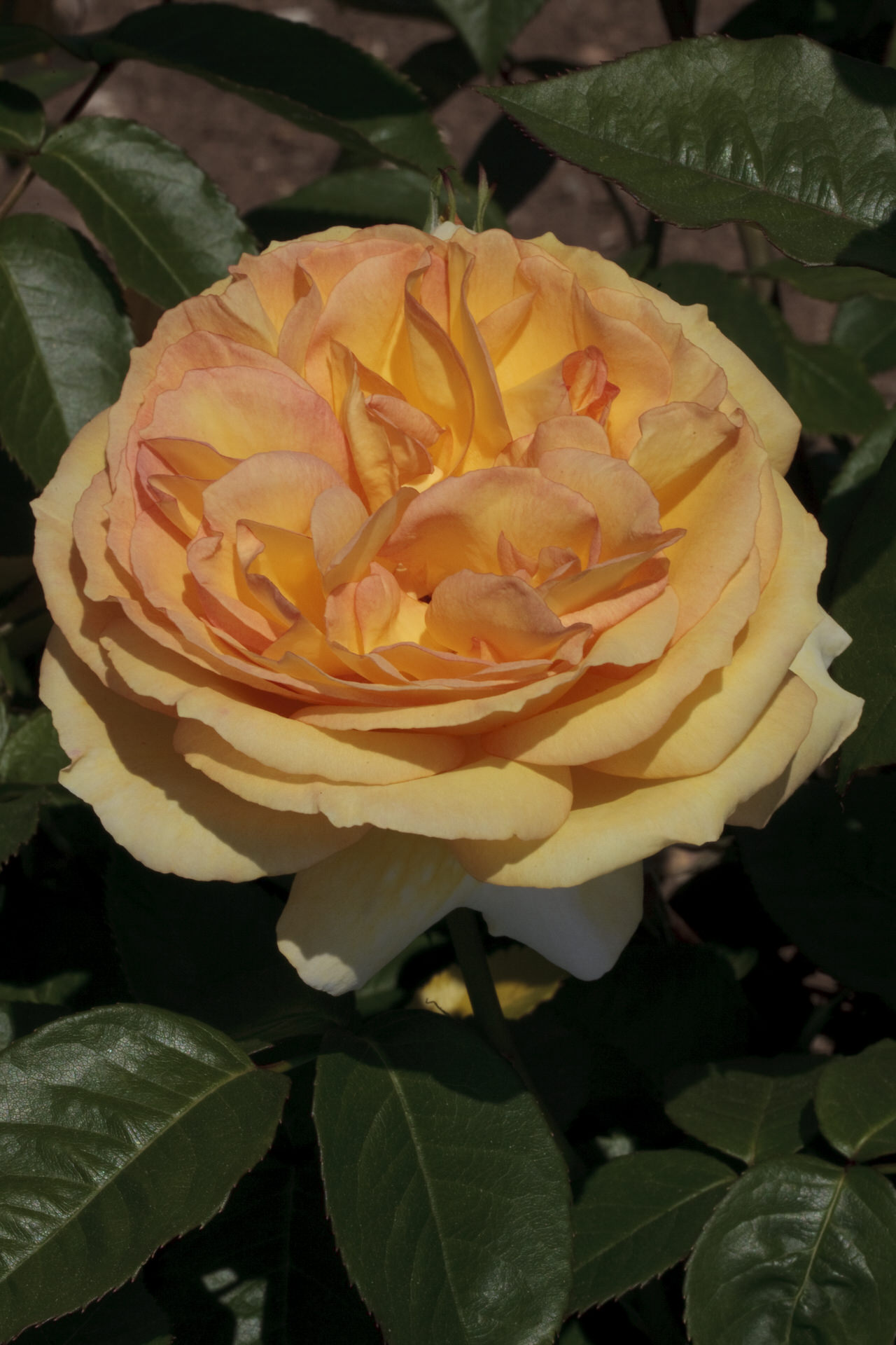 Rosa SUMMERTIME ® Meipiokou Meilland – Vaso 19cm