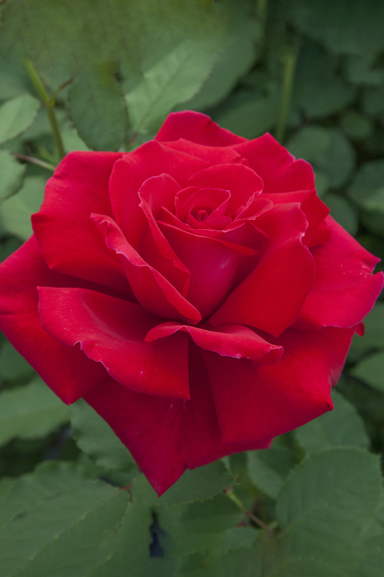 Rosa VICTOR HUGO ® Meivestal Meilland – Vaso 19cm