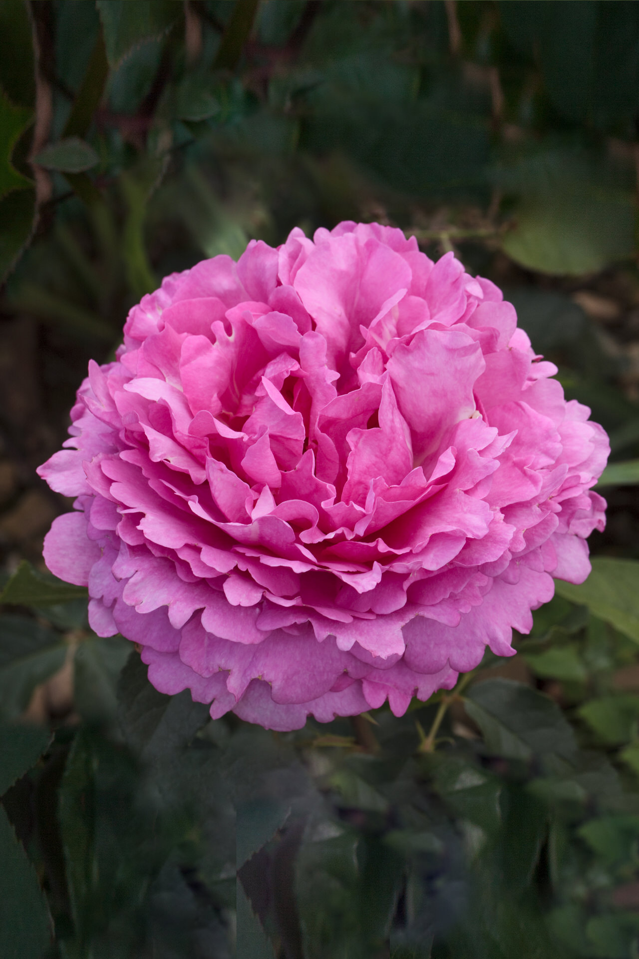 Rosa YVES PIAGET® Meivildo Meilland – Vaso 19cm